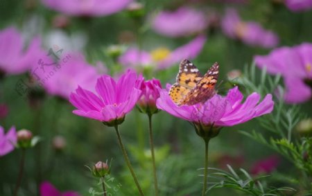 粉色花朵蝴蝶图片