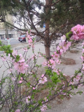 春季路边花卉图片