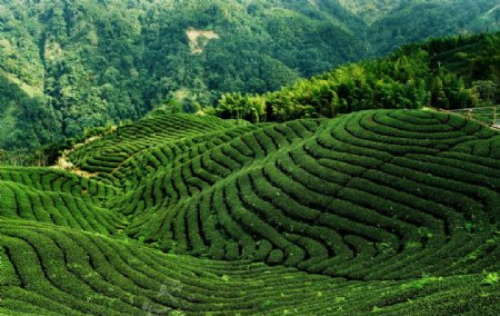 高清茶林风景图片