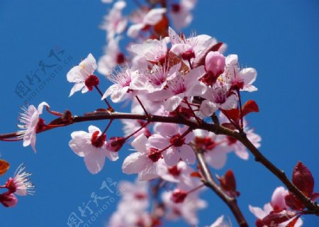 日本樱花树图片