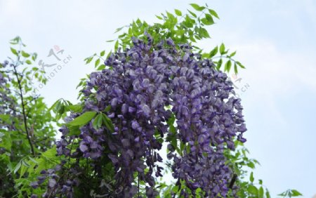 紫槐图片