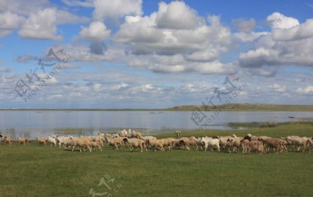 羊群饮水图图片
