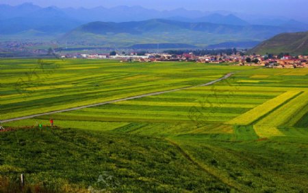 青海门源油菜花图片