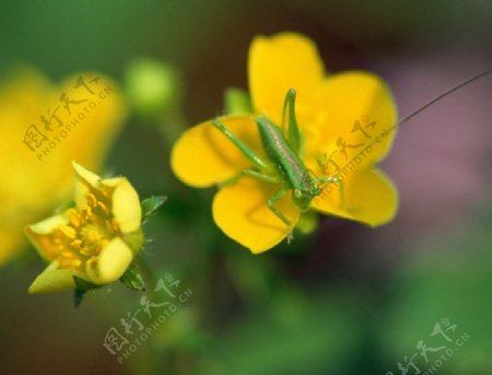 黄色花蚱蜢图片