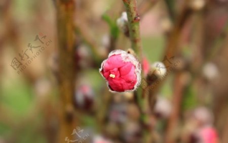 桃花的花蕾图片