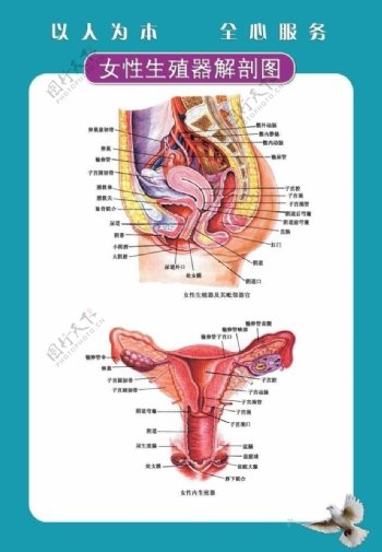 女性生殖器图图片