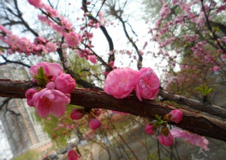 榆叶梅花图片