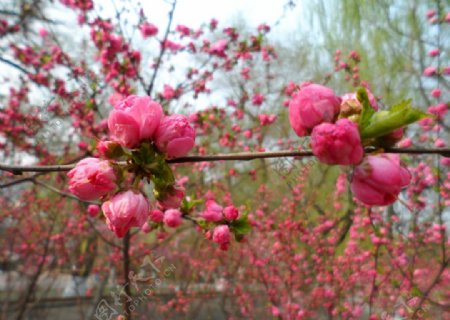 榆叶梅花图片