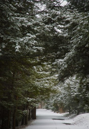 雪后小路图片