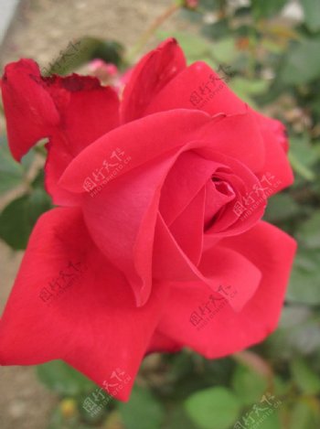 红艳玫瑰图片