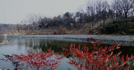 燕子湖红叶图片