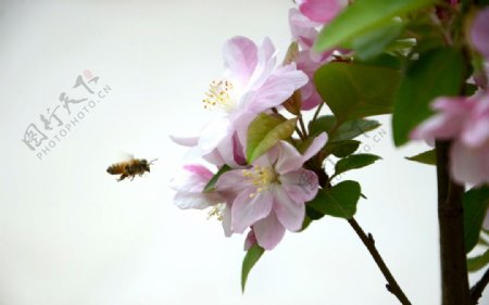 蜂花恋图片