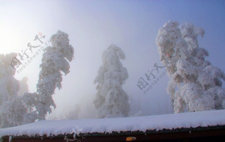 雪景峨眉山雪雪树图片