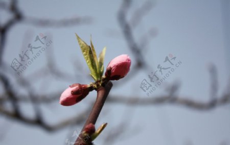 龙泉桃花节图片