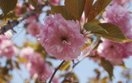 春日桃花图片