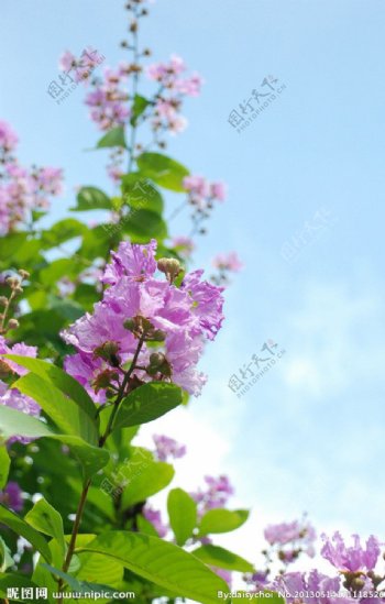 蓝天下的紫藤花图片