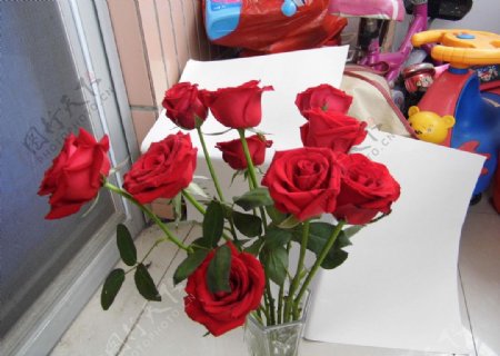 玫瑰花红花爱情图片