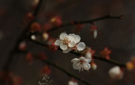 梅花图片