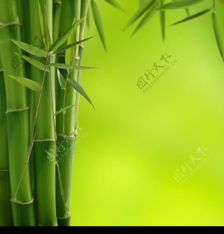 绿竹图片