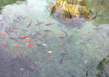 池塘的鱼图片