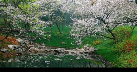 盛开的白色桃花摄影图JPG图片