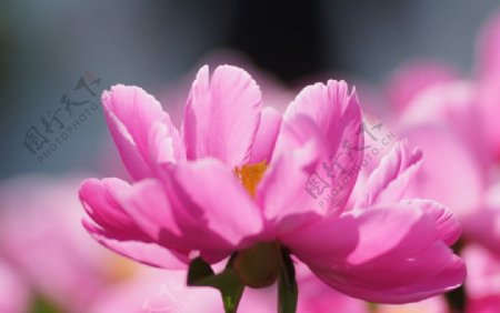 粉色芍药花图片