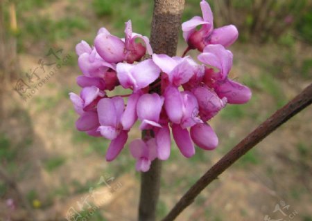 紫荆紫荆花图片