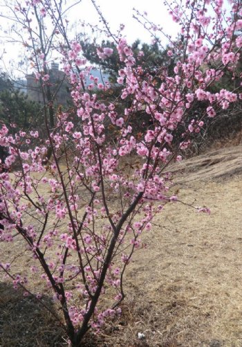 一株梅花图片