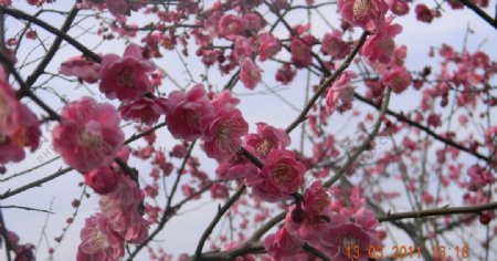 常州红梅公园红梅花图片