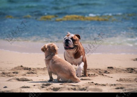 海边的小狗图片