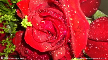 鲜嫩玫瑰水珠绿叶图片