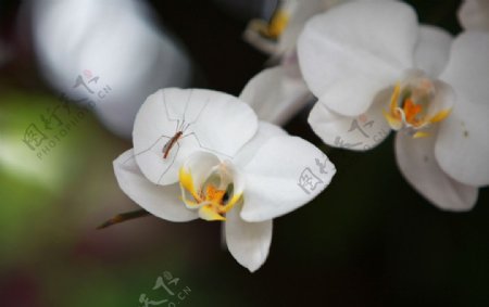 白色蝴蝶兰图片