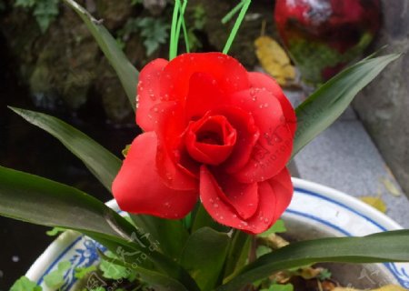 满园春色红色玫瑰图片