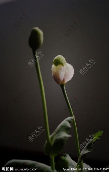 罂粟花蕾图片