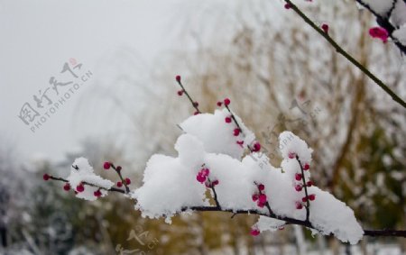 梅花图片