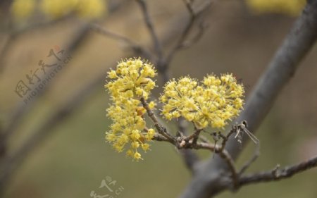 山茱萸图片