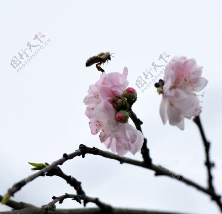 桃花蜂影图片