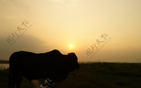 落日下的牛图片