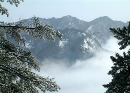 鎮安木王國家森林公園图片