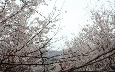 樱花烂漫图片