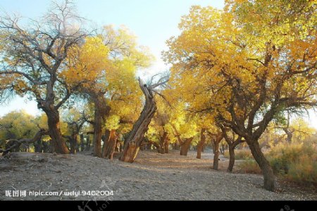 内蒙古阿拉善盟的胡杨树图片
