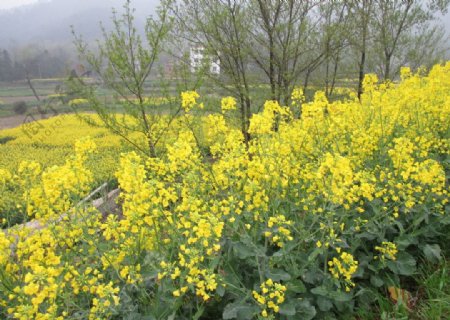 油菜花图片