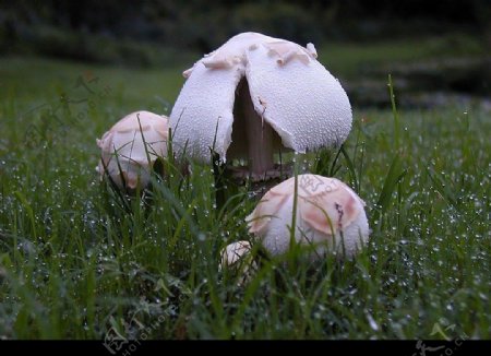 蘑菇屋子图片