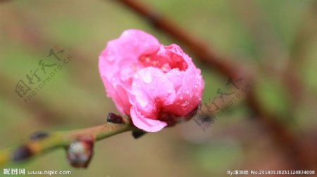 桃花的花蕾图片