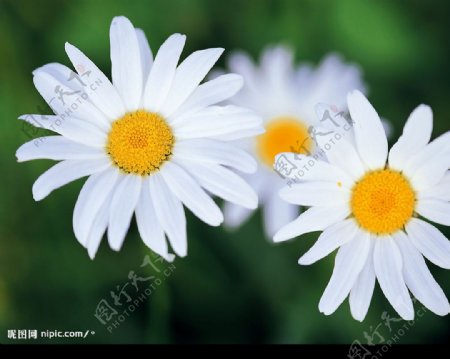 花朵3图片