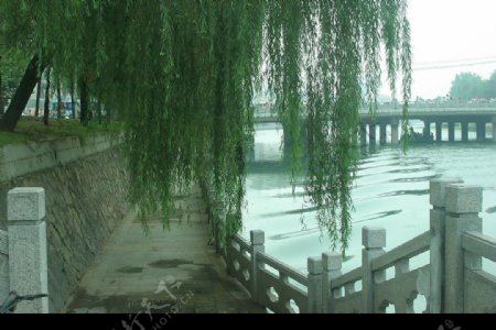 徐州的黄河岸图片