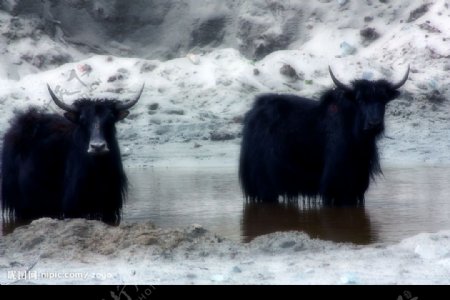 雪域牦牛图片