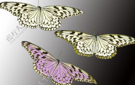 三只蝴蝶图片