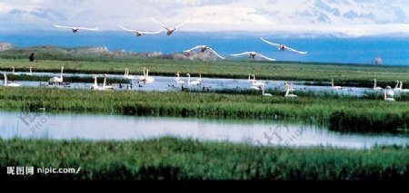 新疆维自治区天鹅湖图片