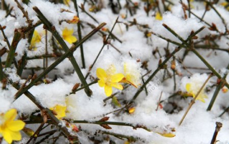 雪花中的迎春花图片